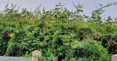 'Frustration' in Clifton as overgrown hedge causes problems, including broken fence