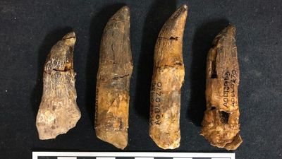 Dinosaur teeth from Diamantinasaurus unearthed in outback Queensland