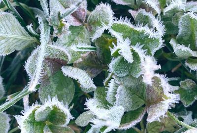 Big chill: frosty Friday weather for Australia’s east with parts of NSW dipping below zero