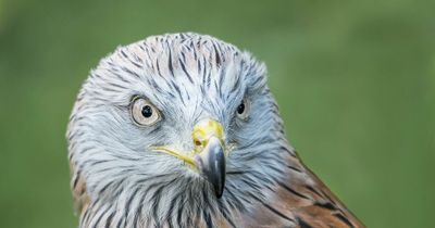 Punter's outrage as thieving bird of prey dives on pub lunch and swipes steak