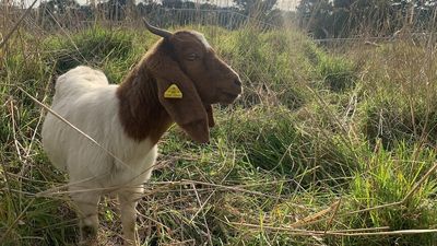 City of Melbourne unleashes herd of goats in Royal Park to revitalise White's skink habitat