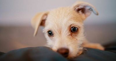 Cops issue online puppy scam warning to Lanarkshire locals