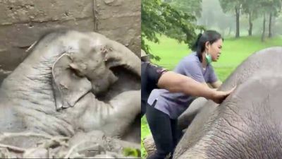 Pls Join Us In Weeping Over This Rescue Team Saving A Trapped Baby Elephant Its Anxious Mum