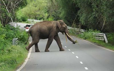 Do not stop vehicles inside two tiger reserves on NH-948, forest department tells sugarcane-laden lorry drivers