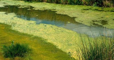 Dumfries and Galloway health officials issue warning over blue-green algae