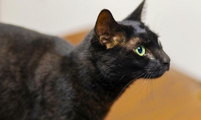Cat who eluded capture for weeks at Boston airport finally found