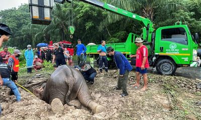 Elephant and baby saved in dramatic rescue from manhole in Thailand