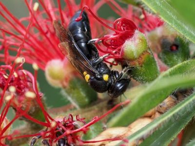 Permit system to curb bee mite's impact