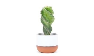 Houseplant of the week: spiral cactus