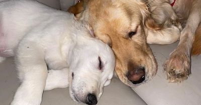 Family overjoyed as Livingston vet saves the life of Golden Retriever puppy against all odds