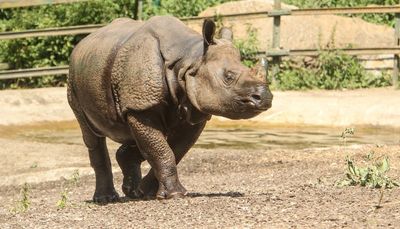 Kent safari park first in Europe where visitors can meet three species of rhino