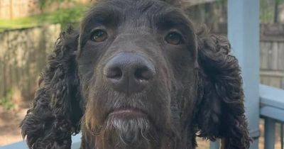 Family left in stitches after groomer gives their dogs a mohawk