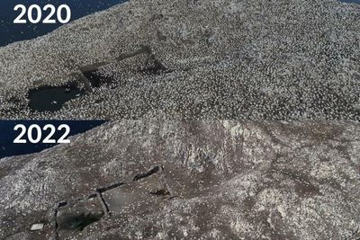 Bird flu's devastating impact on Bass Rock gannets laid bare in drone footage