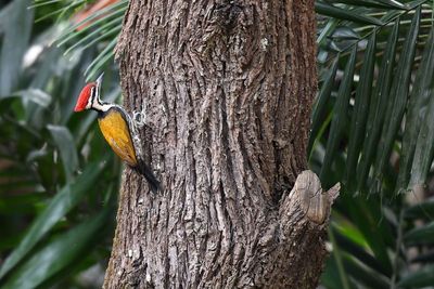Woodpeckers don’t have built in shock-absorbers in their heads as previously thought, study says