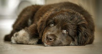 'My dog groomer returned the wrong dog to me - I lived with it for FOUR months'