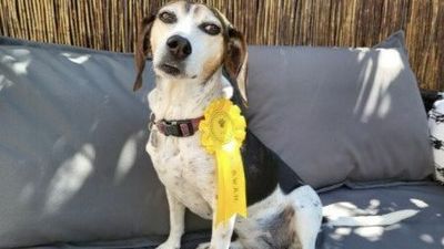 Far-fetched! Family Left Stunned After Their Escaped Pooch Returns With Rosette From Dog Show