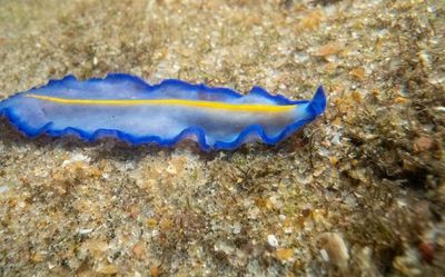 A new marine record from Rushikonda beach in Visakhapatnam