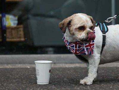 Should dogs wear suncream? How to keep pets safe during the heatwave