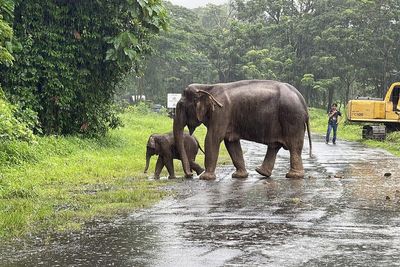 Elephants could hold the key to curing cancer, new research claims