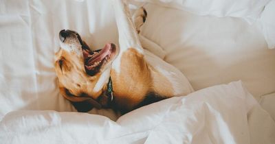 Six second 'yawn test' to find out if your dog really loves you