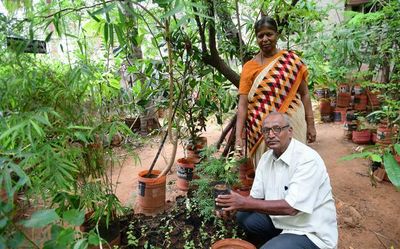 Tiruchi couple on a mission to revive cultivation of rare and indigenous trees in Tamil Nadu