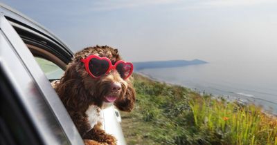 Boiling roads and sun glare warnings issued ahead of Ireland's heatwave