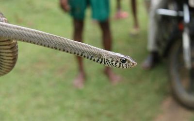 An effort to save the snakes of Nagarjunasagar Srisailam Tiger Reserve