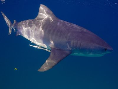 Long Island surfer recounts how he fought off shark that bit his leg