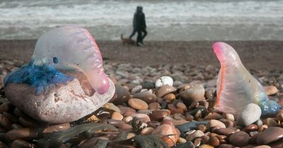 The sea creatures and marine mammals you might spot on Scottish beaches