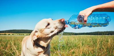 How to keep your pets safe in a heatwave