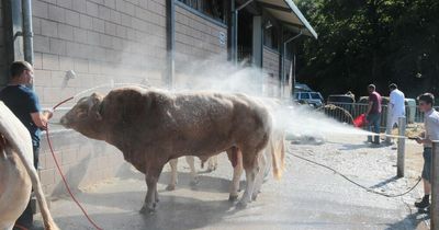 RSPCA issues statement to Royal Welsh show urging 'absolute priority' for animal welfare during heatwave