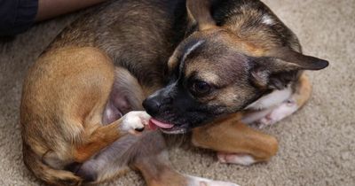 Dogs don't try to wake you up by licking their paws - something could be wrong