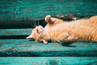 Do pets need to wear sun cream?