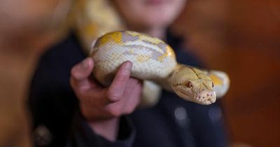 Brits warned heatwave makes SNAKES more likely to escape - owners ordered to be vigilant