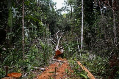 Deforestation in Colombia edges up, moving further from gov't target