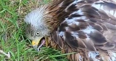 Heartwarming moment man saves Red Kite after finding bird lifeless on the ground in high temperatures