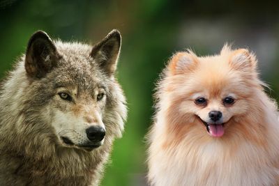 Unlocking secrets of dog domestication