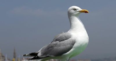 Man beats seagull to death after bird tried to steal his kid's ice cream