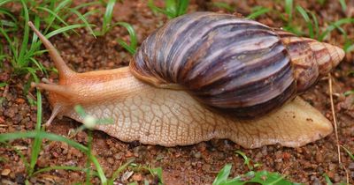 Giant monster snails that can be deadly found crawling along busy London pavement