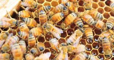 Bee movement permits set up to allow pollination