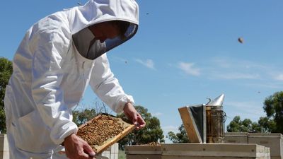NSW beekeepers relieved as hives outside varroa zones allowed to move for honey production, pollination