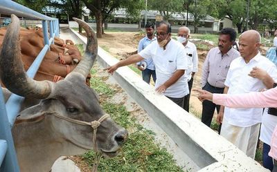 TTD procures 100 native breed cattle