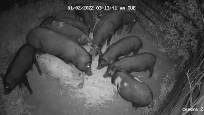 Feral pig numbers explode, forcing Queensland farmers to find high-tech ways to manage population