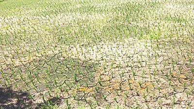 Rainfall deficiency rises to 42% in Bihar