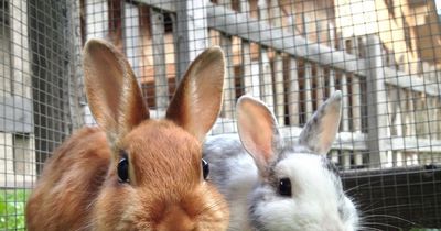 Vets' health warning to rabbit owners as pet at risk of flystrike amid heatwave warning