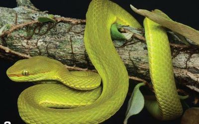 On World Snake Day, call to develop effective antivenom