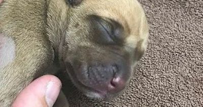 Puppies covered in cuts with ear 'chewed off' found dumped among roadside rubbish