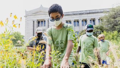 Urban nature on Museum Campus would make a healthier, more resilient Chicago