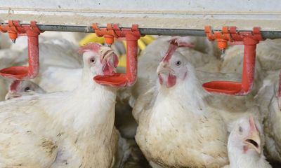 A million UK chickens ‘die needlessly each week to keep prices low’