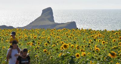 The stunning sunflower fields at Rhossili Bay are now open for visitors